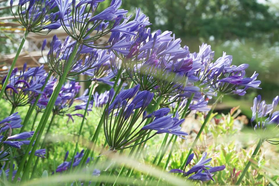 Spring Blooms