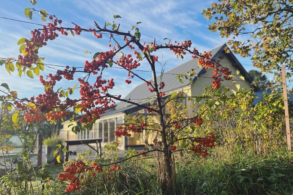 Crabapple time