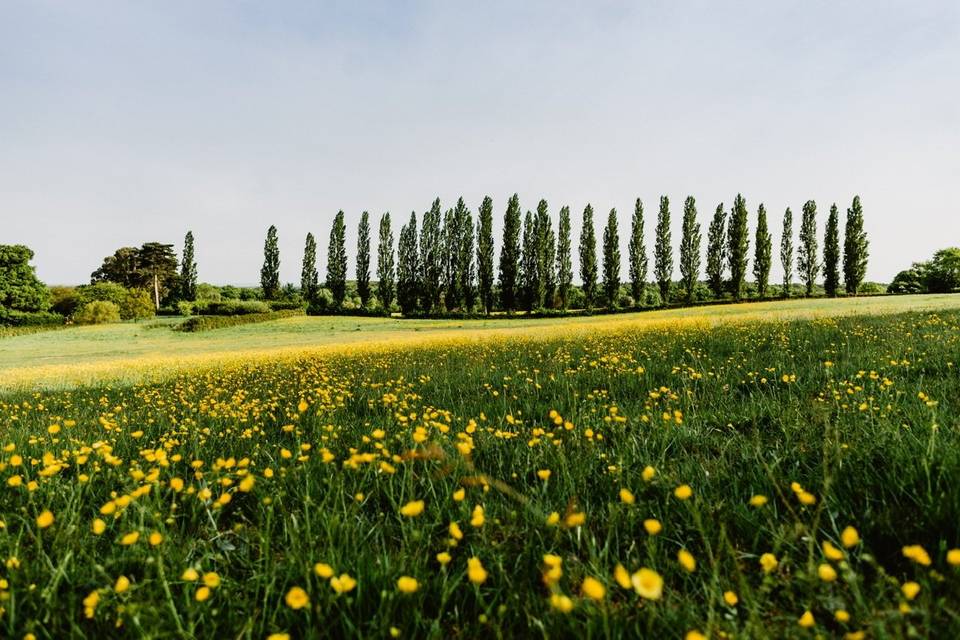 Sunset Field in Bloom