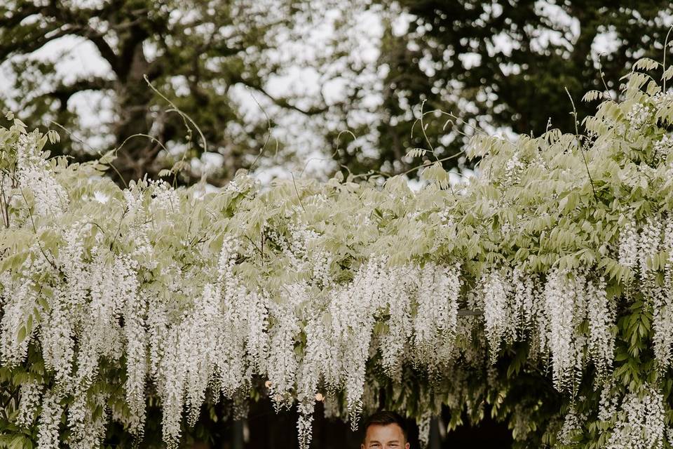 Wisteria