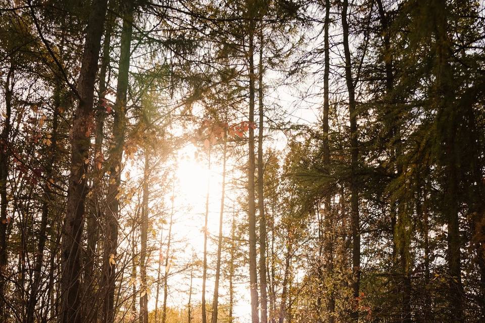 Forest wedding