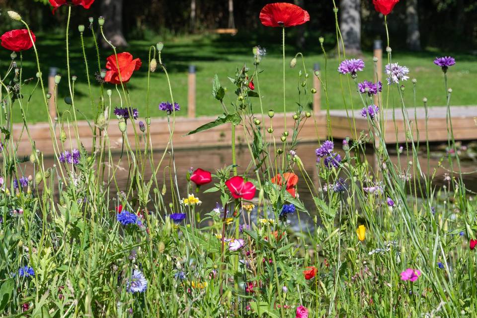 Wild flowers over the water