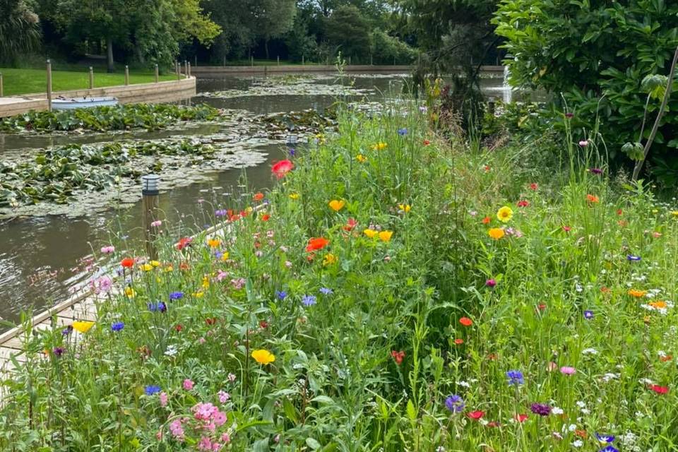 Wild flowers