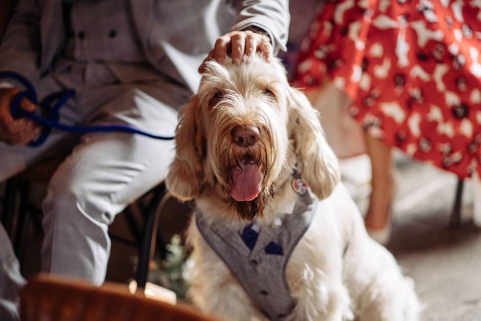 Dog Friendly Weddings