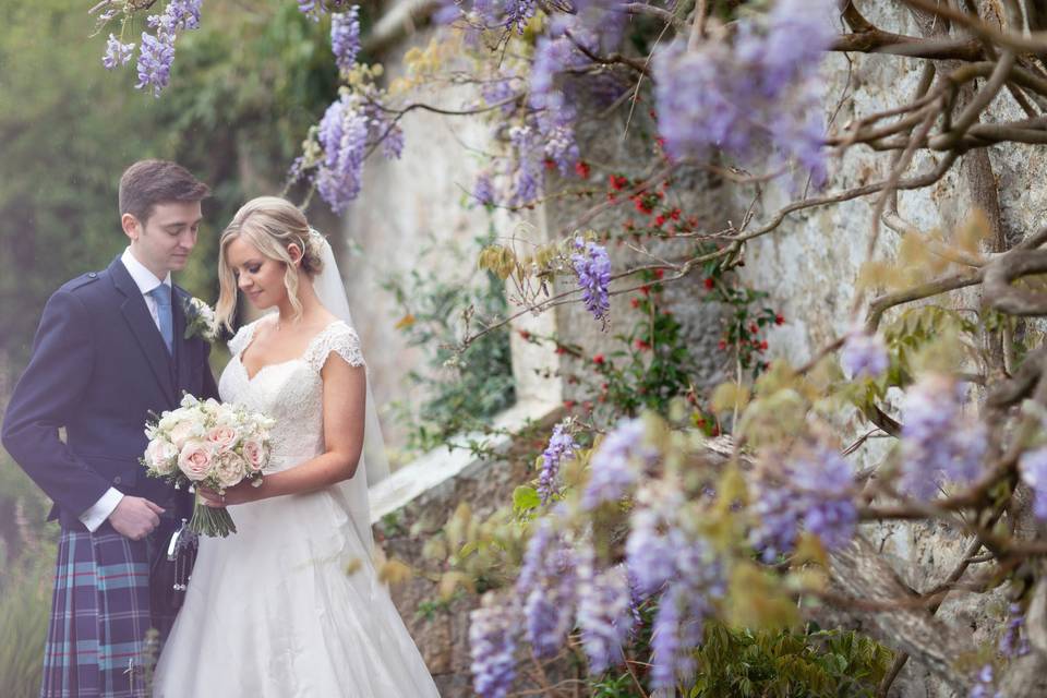 Wisteria in the terraces