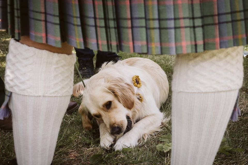 Wedding dog