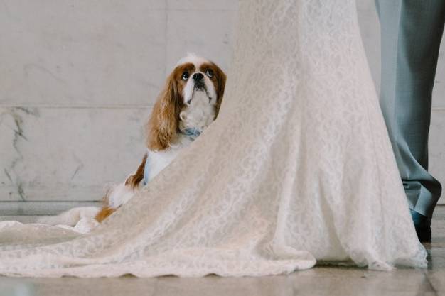 Wedding pup