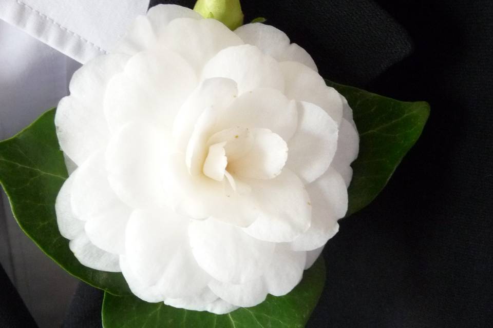 Camelia Buttonhole