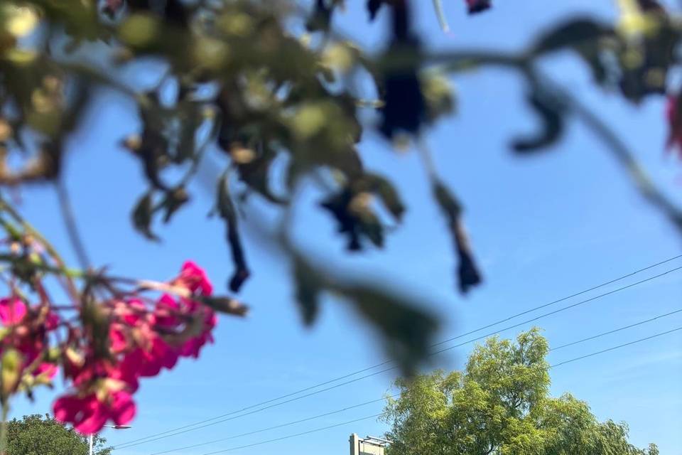 Sunshine & Celebrations