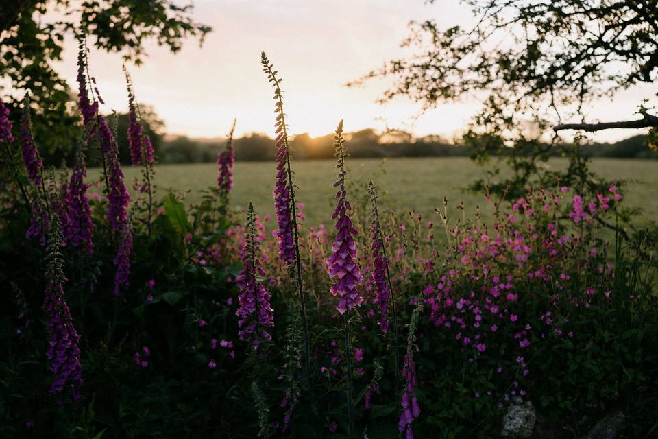 Wild Meadow