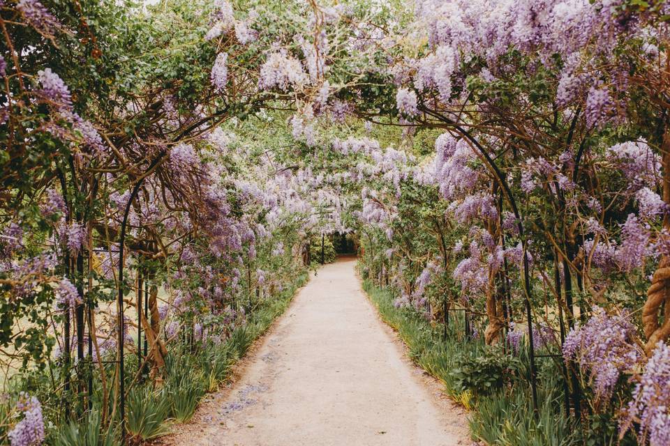 Wisteria Walk