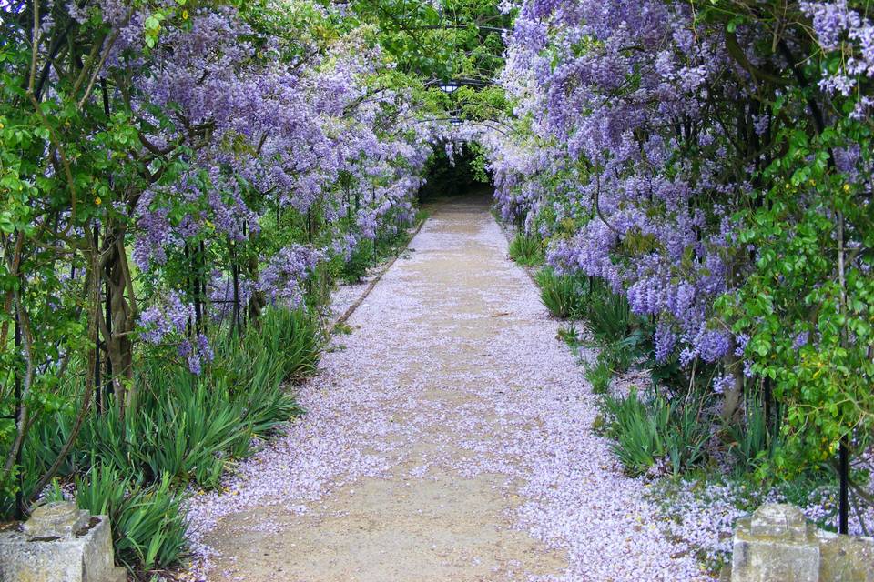 Wisteria Walk