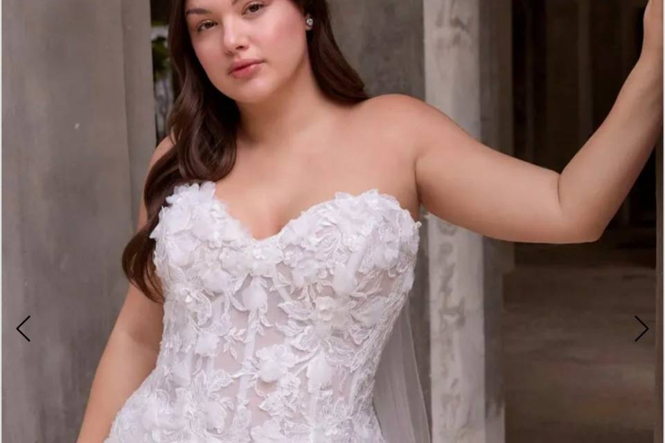 Curvy Collection