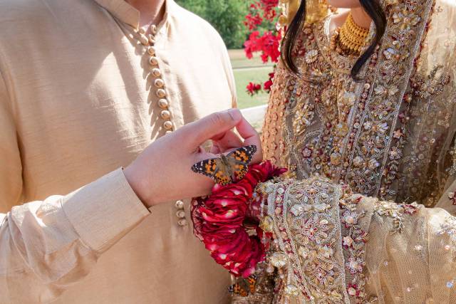 Butterfly on bride and groom