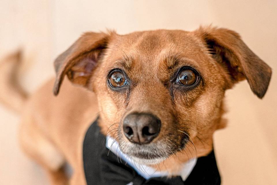 Bride's dog on wedding day
