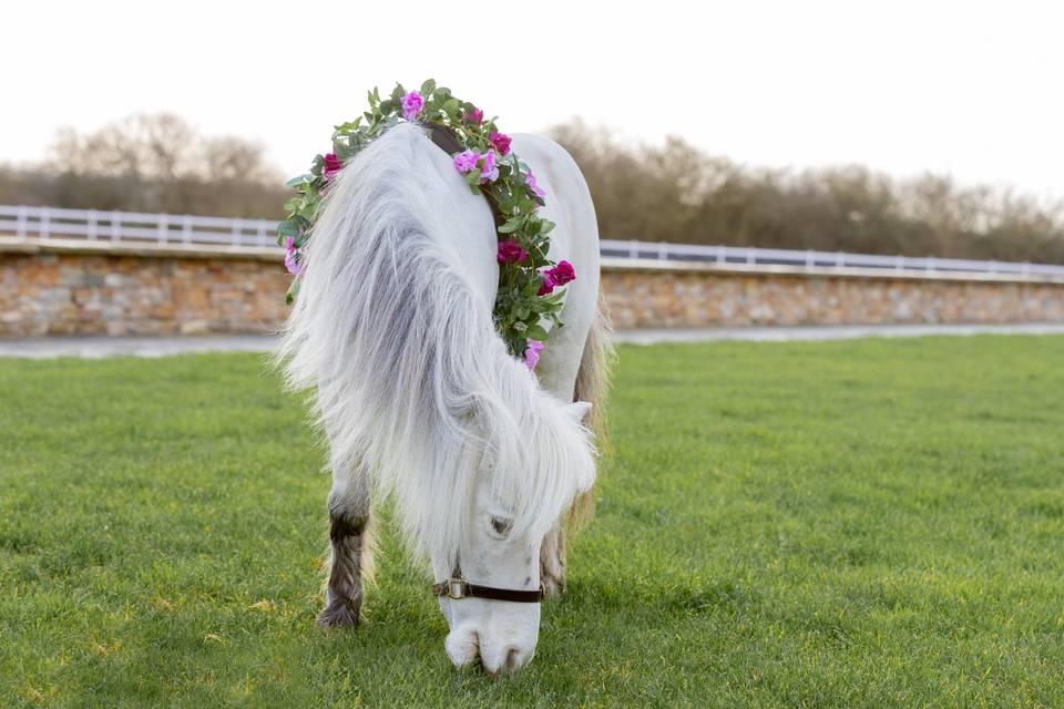 Wedding Pony