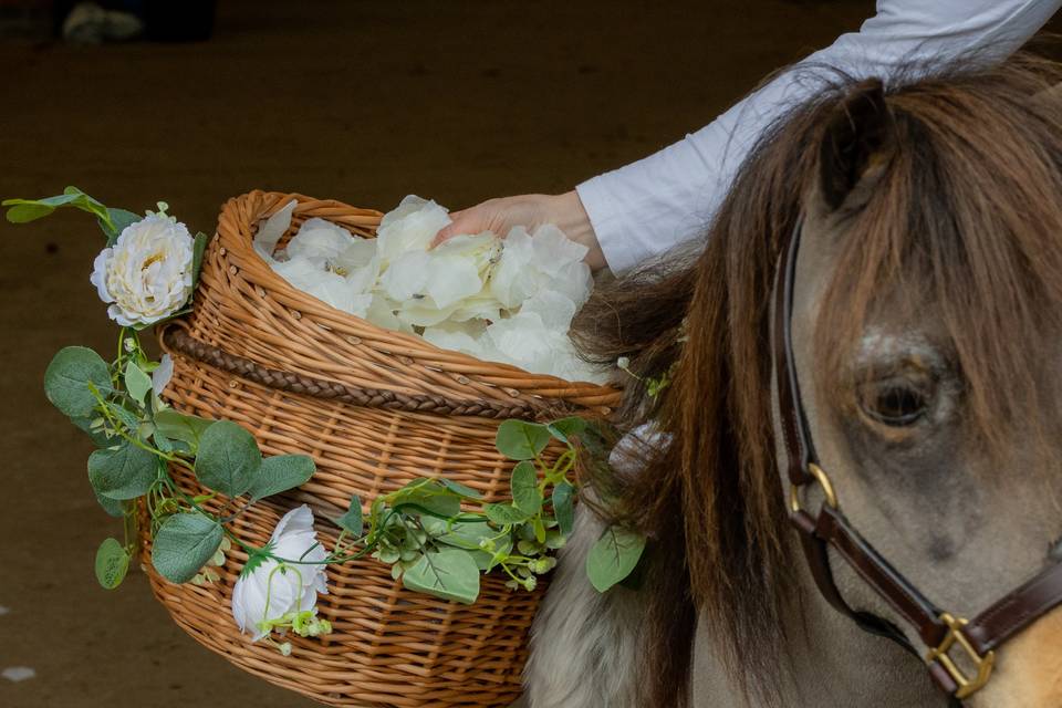 Confetti Pony