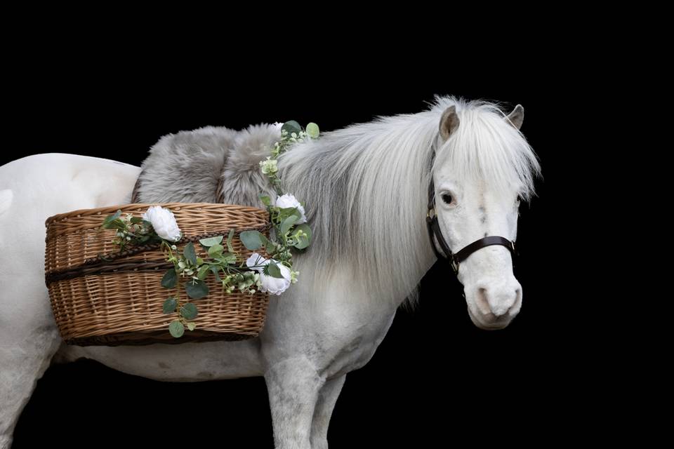 Wedding Pony