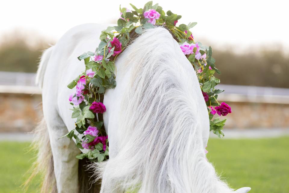 Wedding Pony