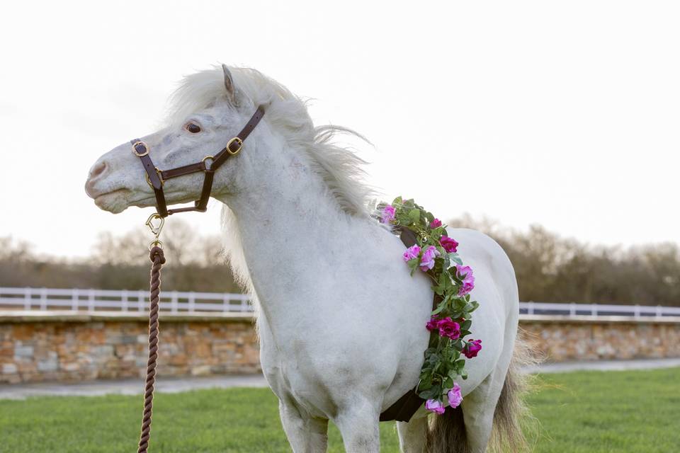 Wedding Pony