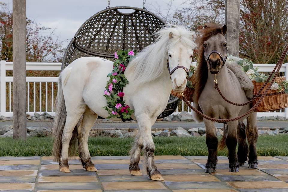 Wedding Ponies