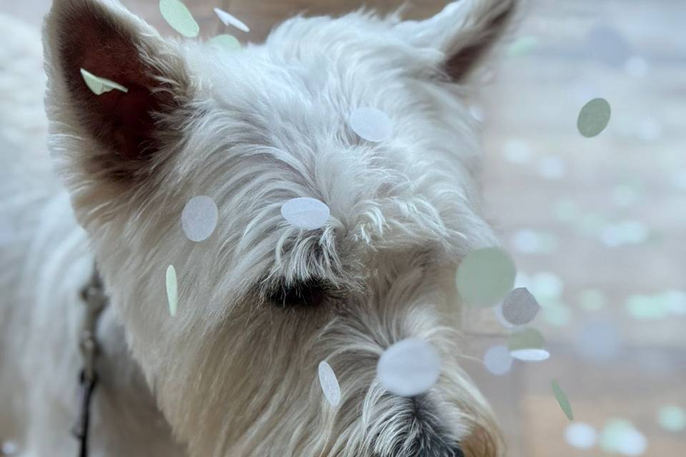 Buddy