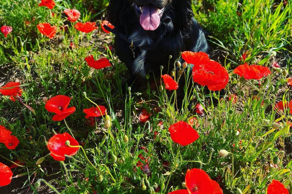 Poppy field