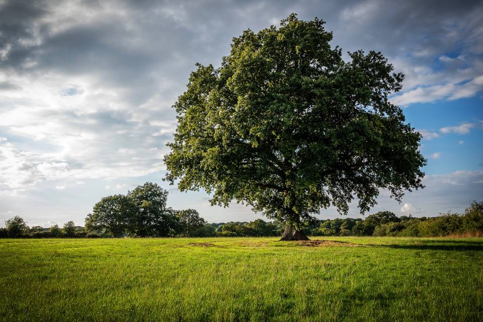 Oak Tree