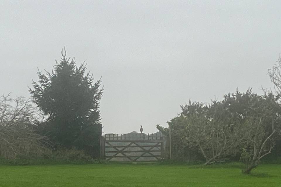 Kitchen garden view