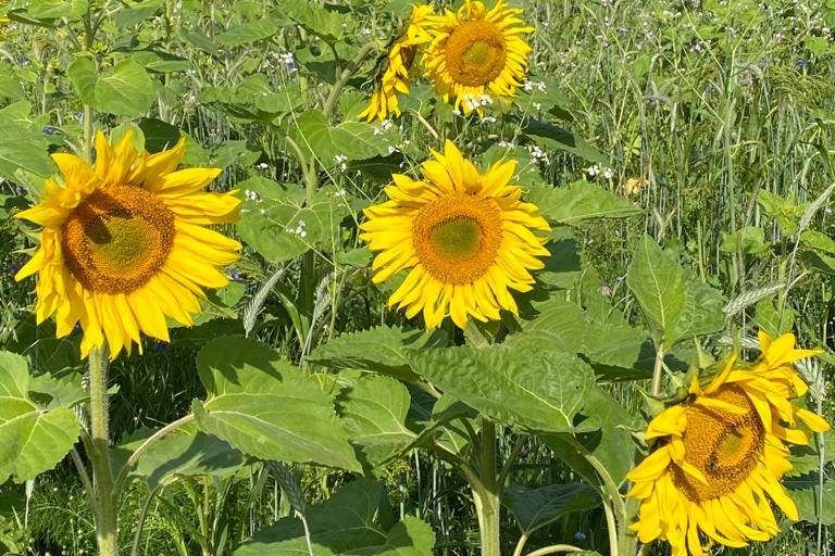 Sunflower field