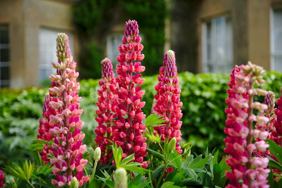 Lupins