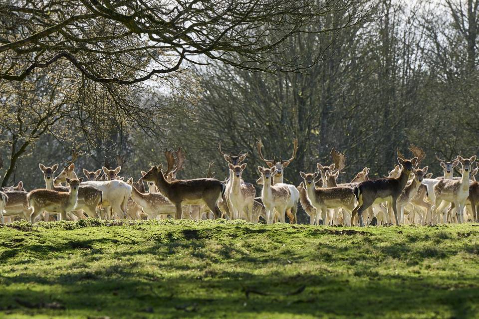 Deer in the Deer Park