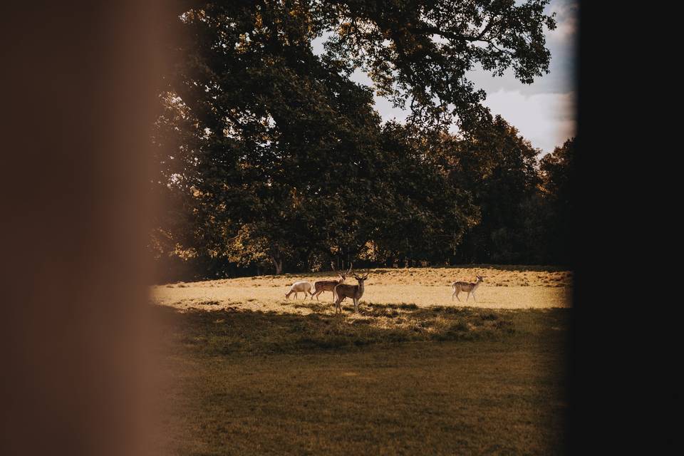 The Deer Park