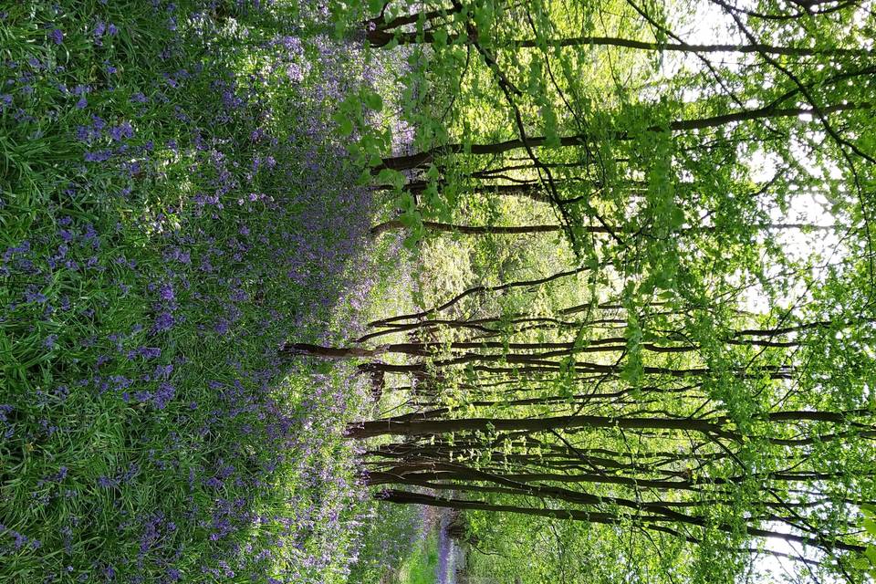 Bluebell woods