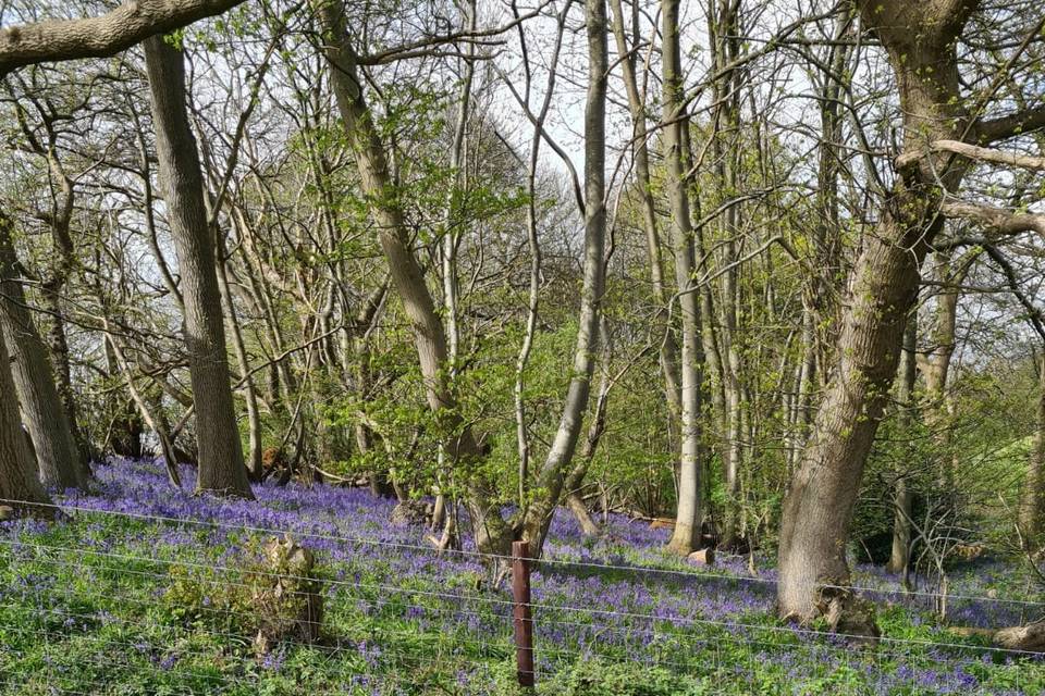 Bluebell wood