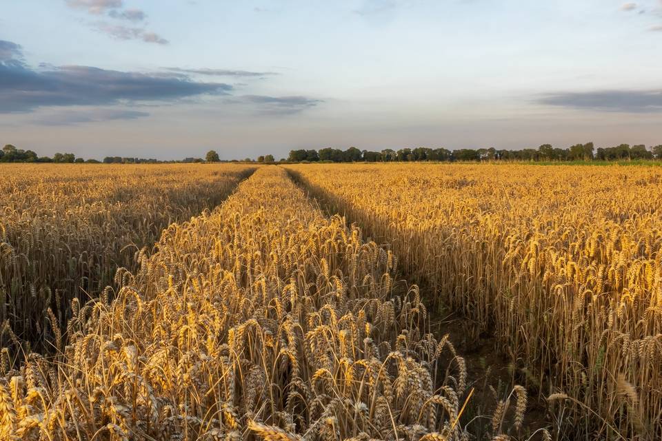 Wheat field