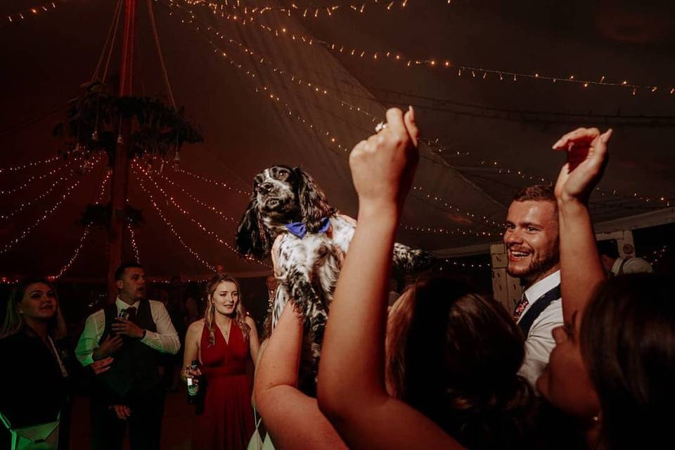 Dog on the dancefloor