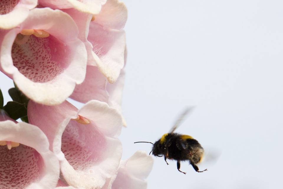 Bee Friendly Wildflowers