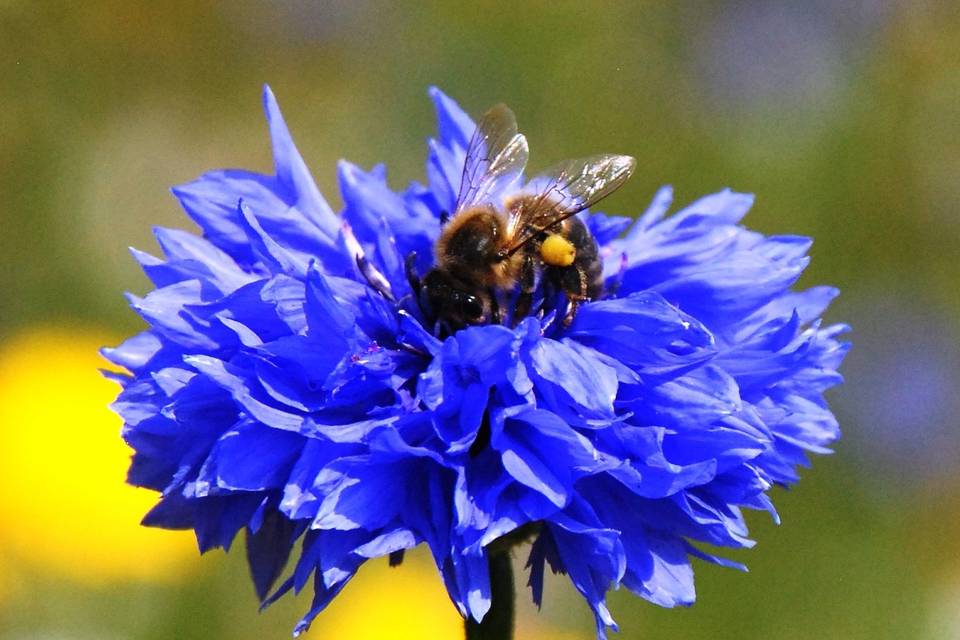 Bee visiting a Cornflower