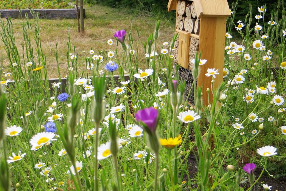 Beautiful Wildflowers