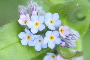 Forget-me-nots