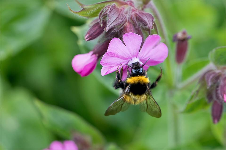 Bee Friendly Wildflowers