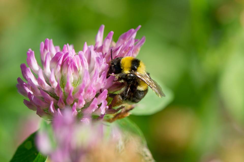 Bee Friendly Wildflowers