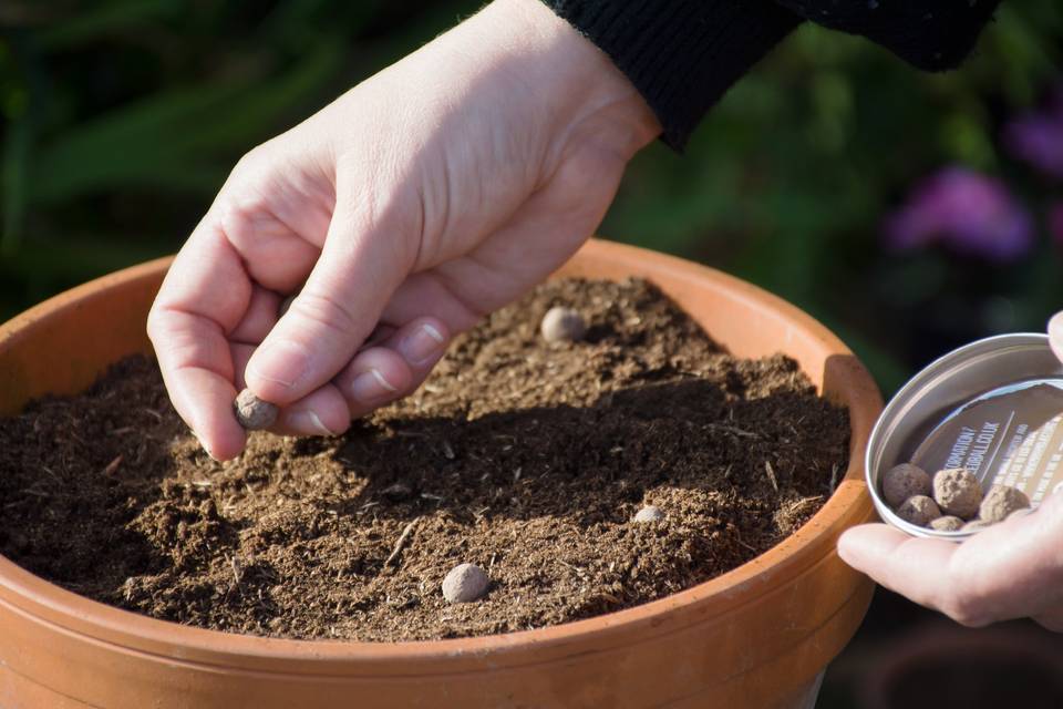 Scattering Seed Balls in a pot