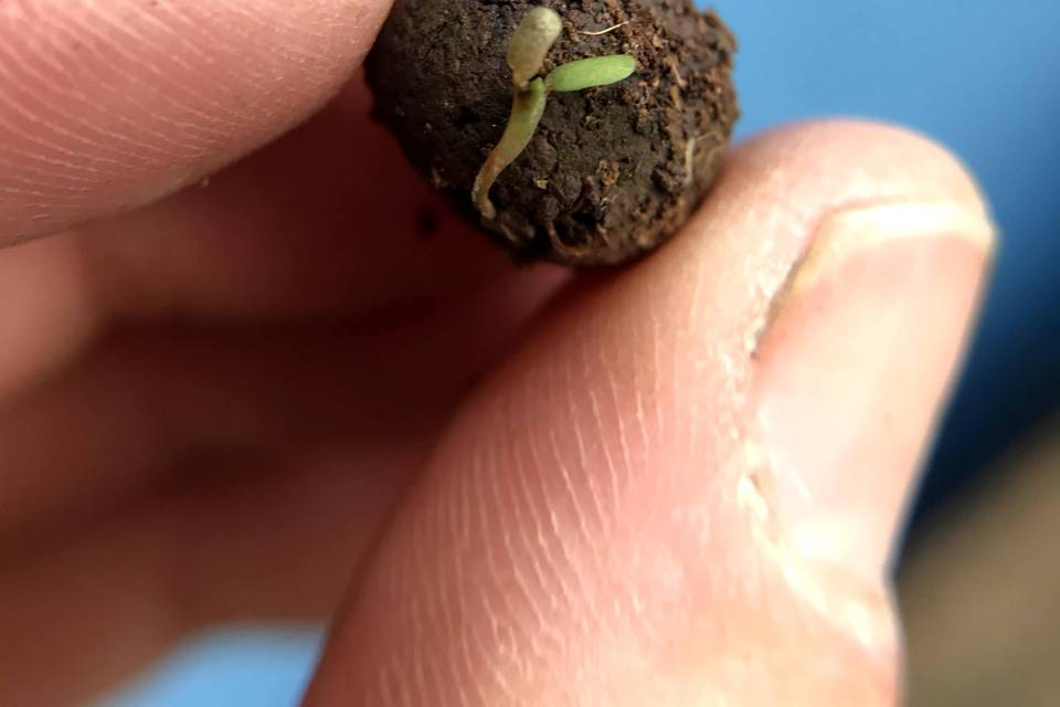 Sprouting Seed ball