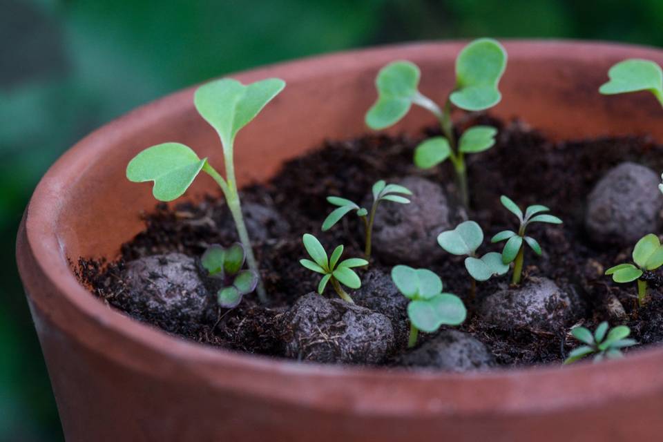 Sprouting Seeds