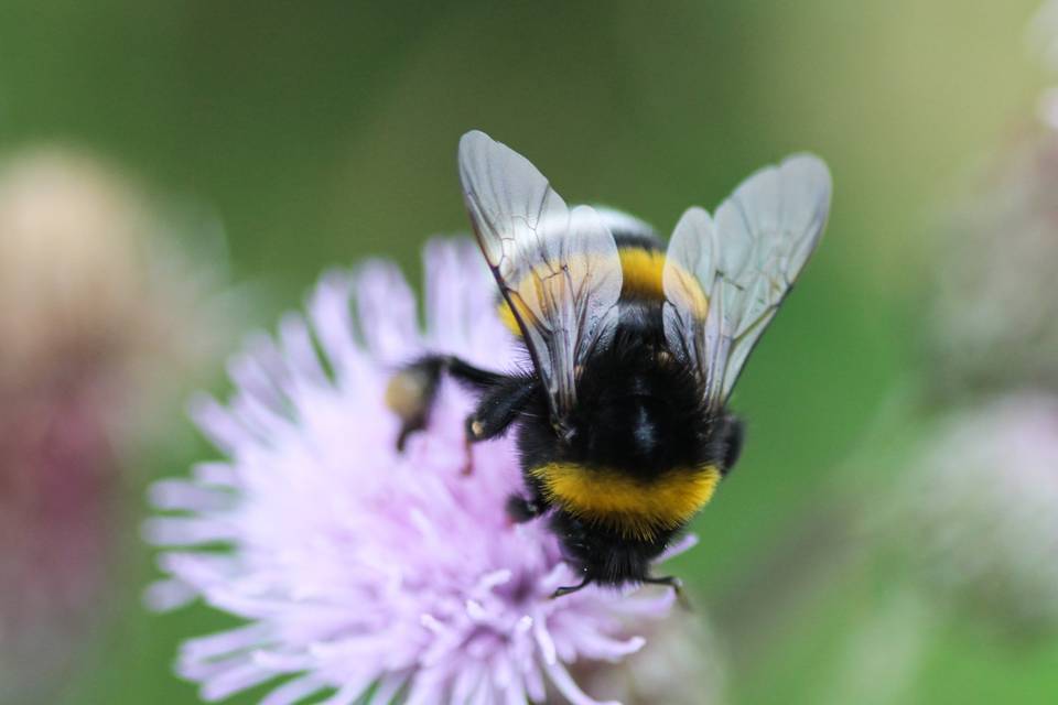 Bee Friendly Wildflowers