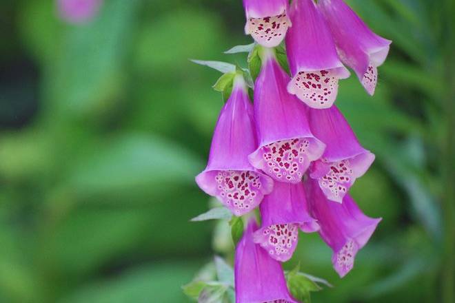 Foxglove