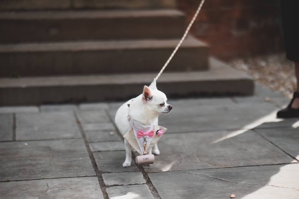 Dog Carrying Wedding Rings