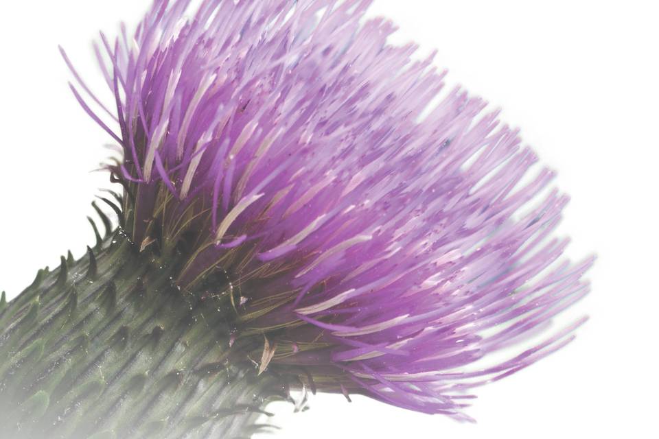 Thistle Ceremonies